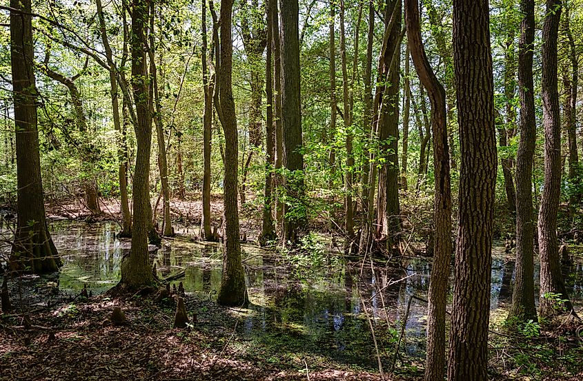 View of a swamp forest in Trap Pond State Park