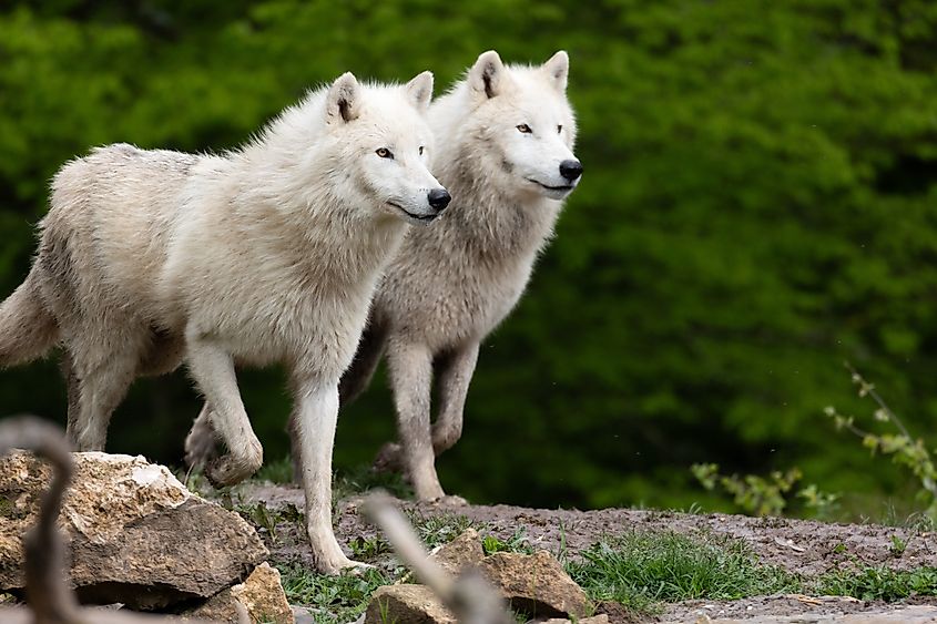 Two arctic wolves walking together.