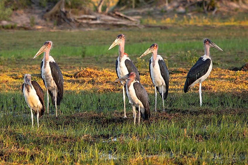A group of marabou storks