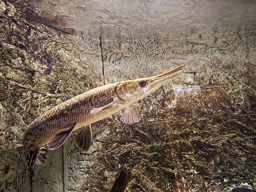 An alligator gar (Atractosteus spatula)
