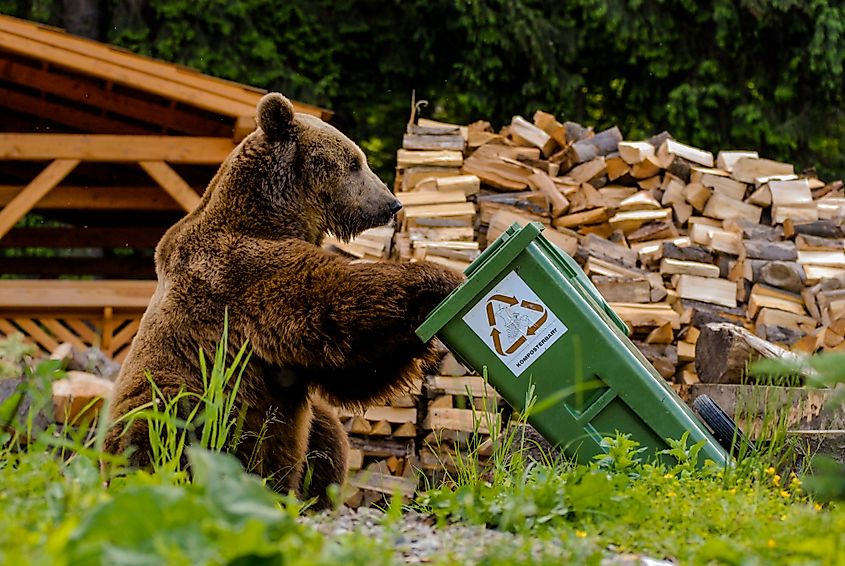 Brown bear looking into a trash bin. Image credit: Tomas Hulik ARTpoint / Shutterstock