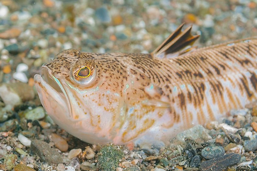A weeverfish