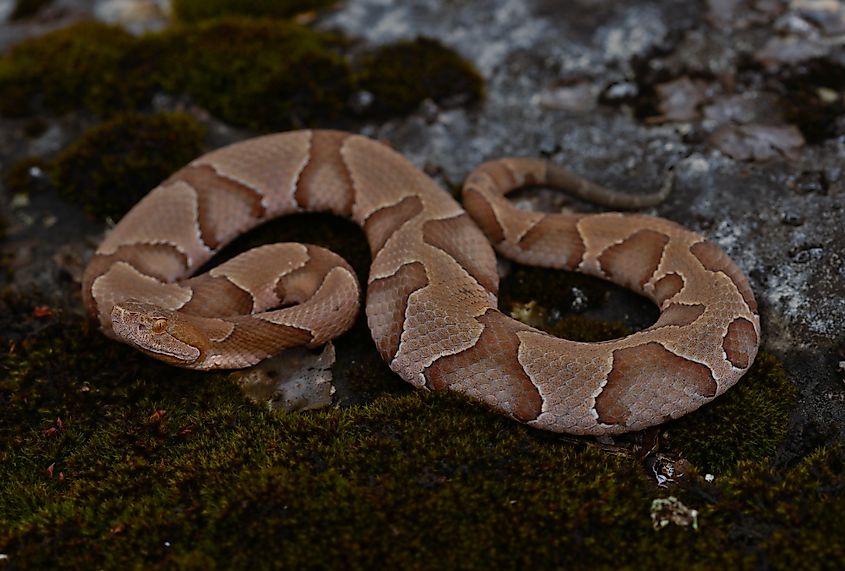 An eastern copperhead (Agkistrodon contortrix)