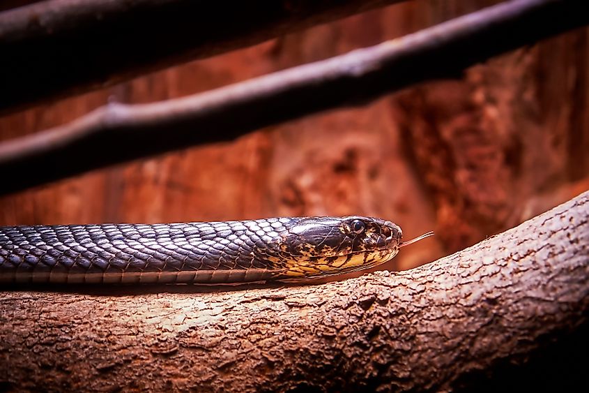 A forest cobra