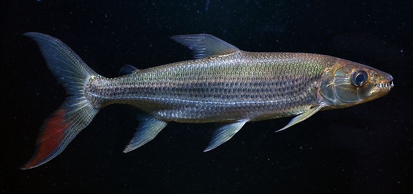 A young, tank raised specimen of goliath tigerfish.