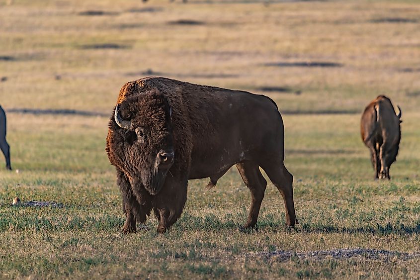 An American bison (Bison bison)