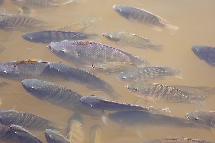 Many tilapia surfaced to breathe due to lack of oxygen. due to weather