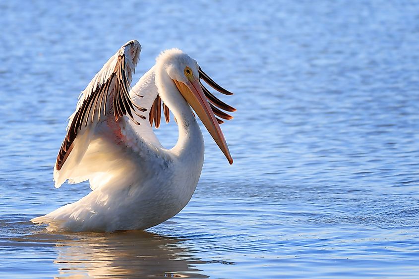 An American white pelican (Pelecanus erythrorhynchos)