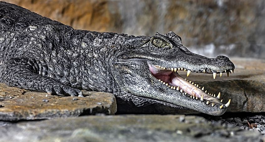 A spectacled caiman (Caiman crocodilus)