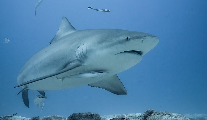 A bull shark swimming low over the ocean floor.