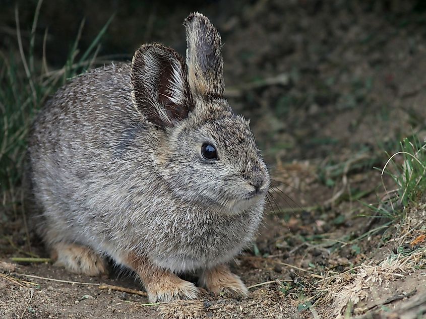 A Columbia Basin pygmy rabbit (Brachylagus idahoensis)