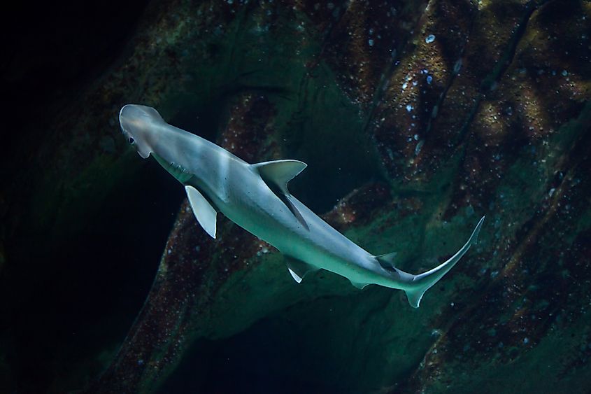 A bonnethead shark (Sphyrna tiburo)