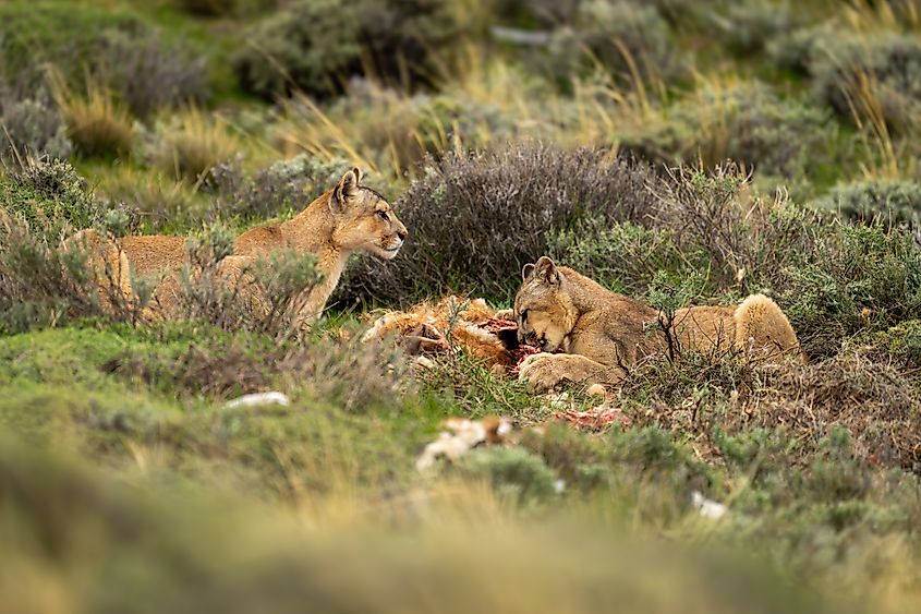 Mountain lions eating their kill