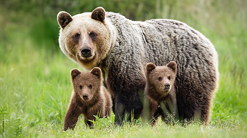 A female brown bear with her cubs.