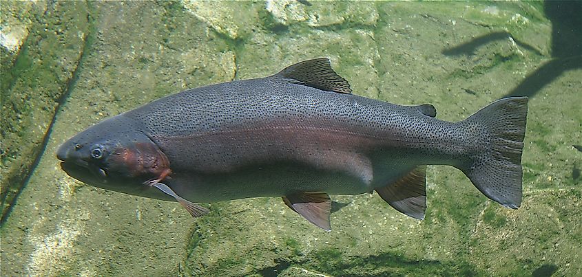 A steelhead (Oncorhynchus mykiss)