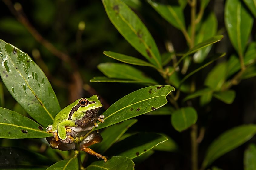 A Pine Barrens tree frog (Dryophytes andersonii)