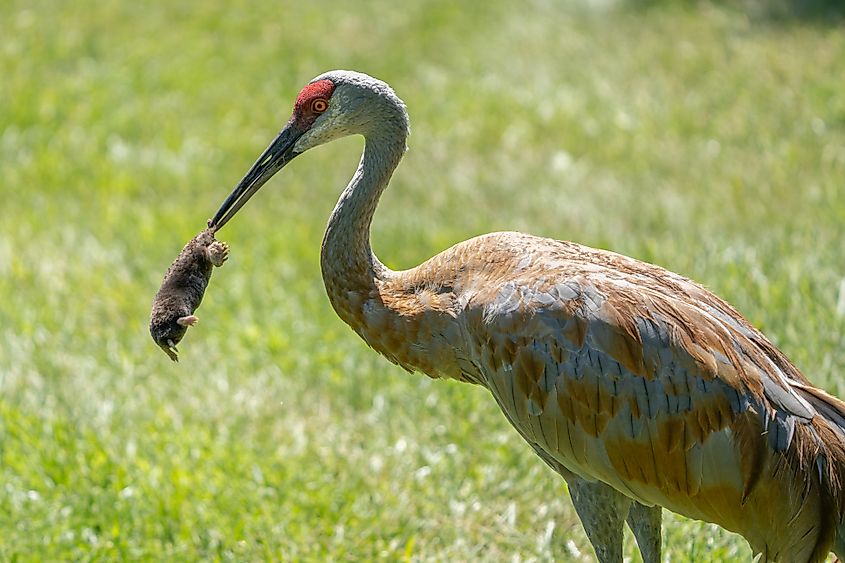 A sandhill crane eating a star-nosed mole