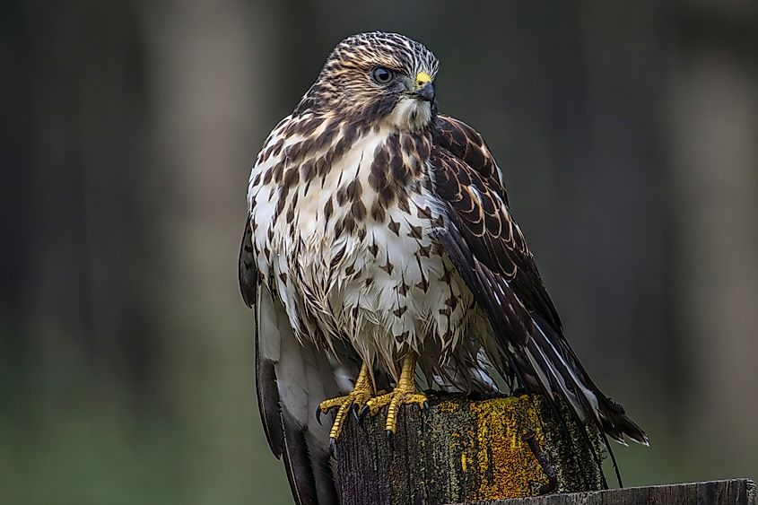 A broad-winged hawk (Buteo platypterus)