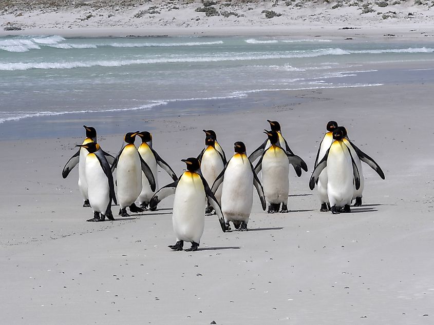 A king penguin standing on a beach.