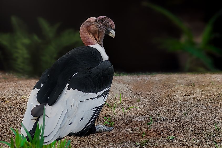 An Andean condor (Vultur gryphus)
