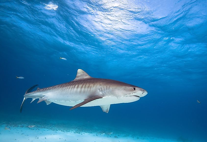 A tiger shark patrolling shallow coastal water.