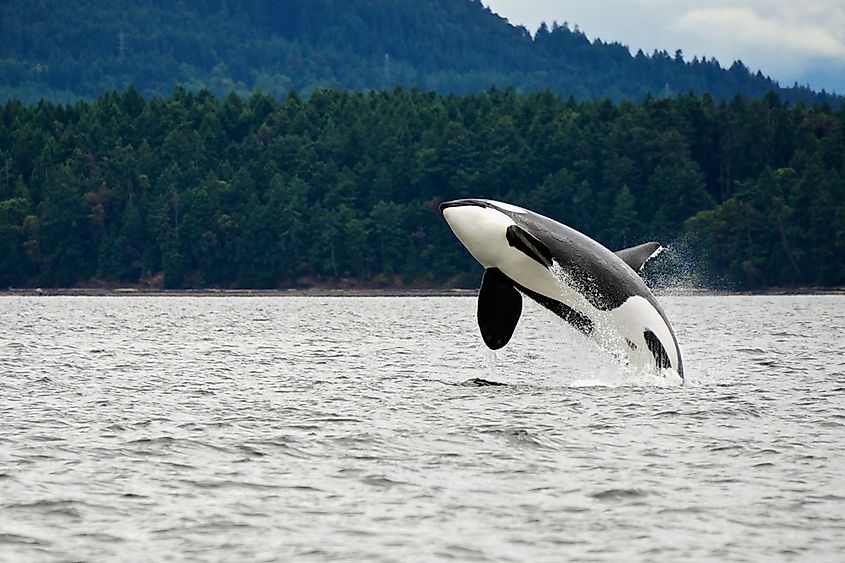 A killer whale off the west coast of Canada.