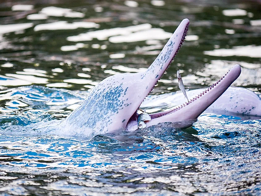 An Amazon river dolphin (Inia geoffrensis)