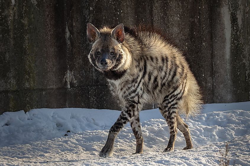 A striped hyena (Hyaena hyaena)