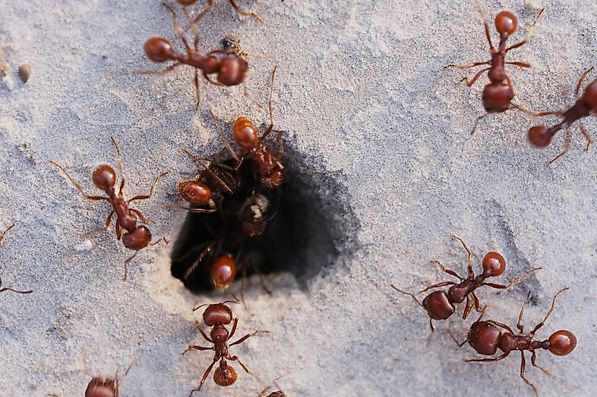 A group of fire ants near a hole