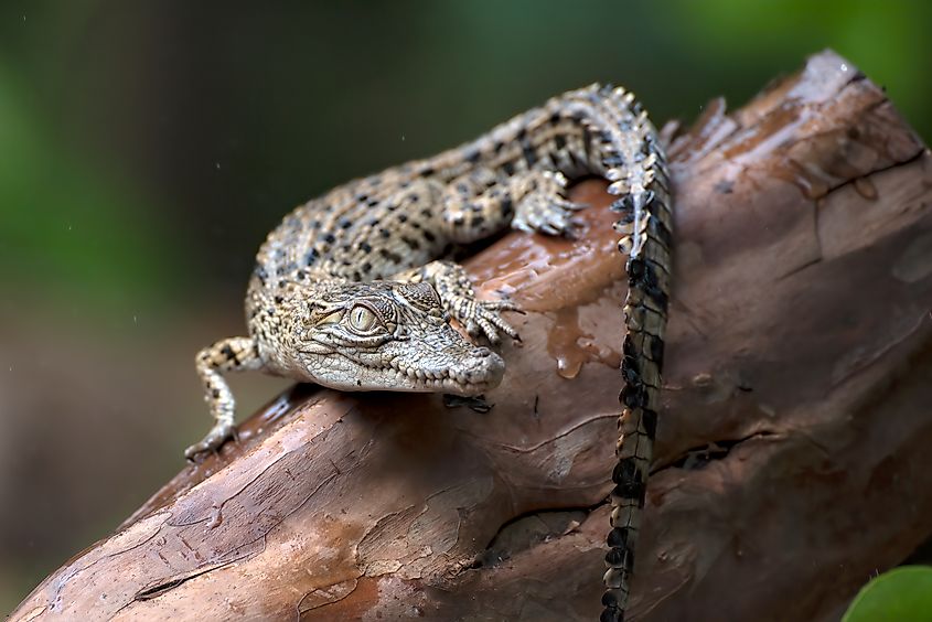 A baby saltwater crocodile