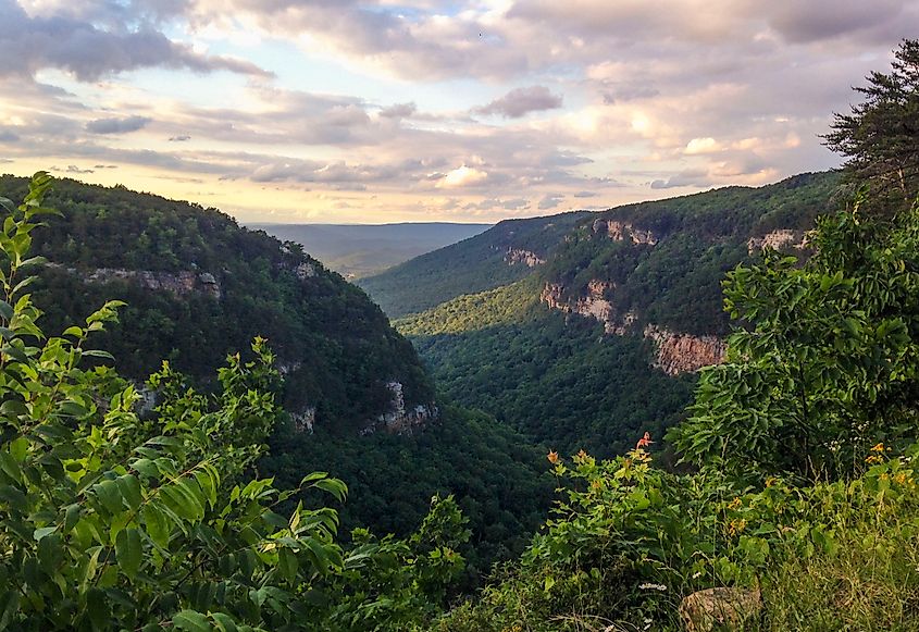 View of the densely forested gorges in Cloudland Canyon State Park