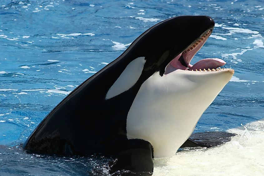 An orca (Orcinus orca)