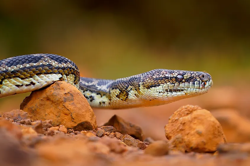 Carpet Python - Morelia spilota