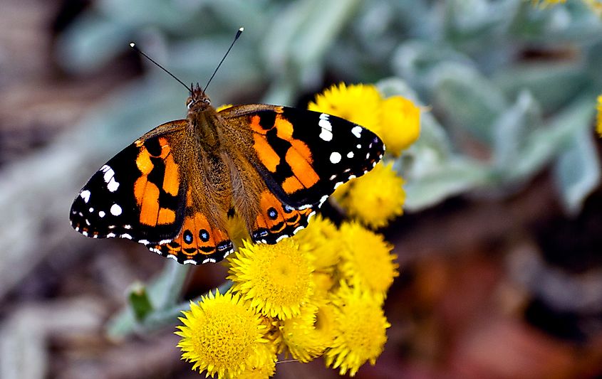 A Kamehameha butterfly (Vanessa tameamea)
