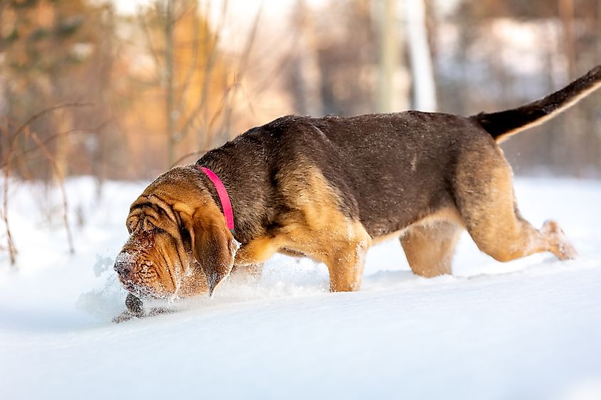 A bloodhound with long ears and wrinkled skin.