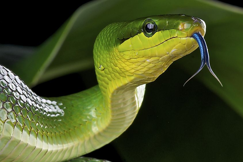 A snake flicking out its forked tongue.