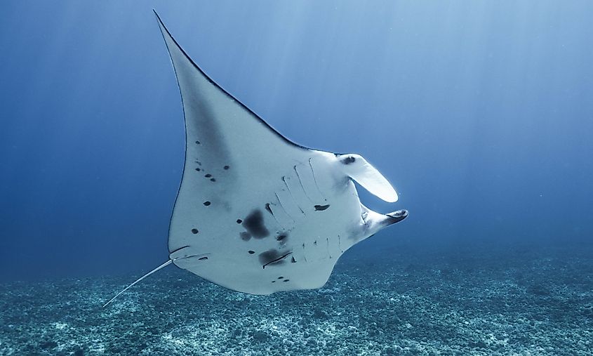 A giant manta ray (Mobula birostris)