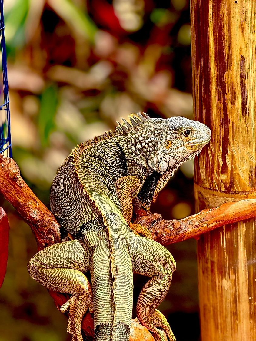 An iguana perching on a log.