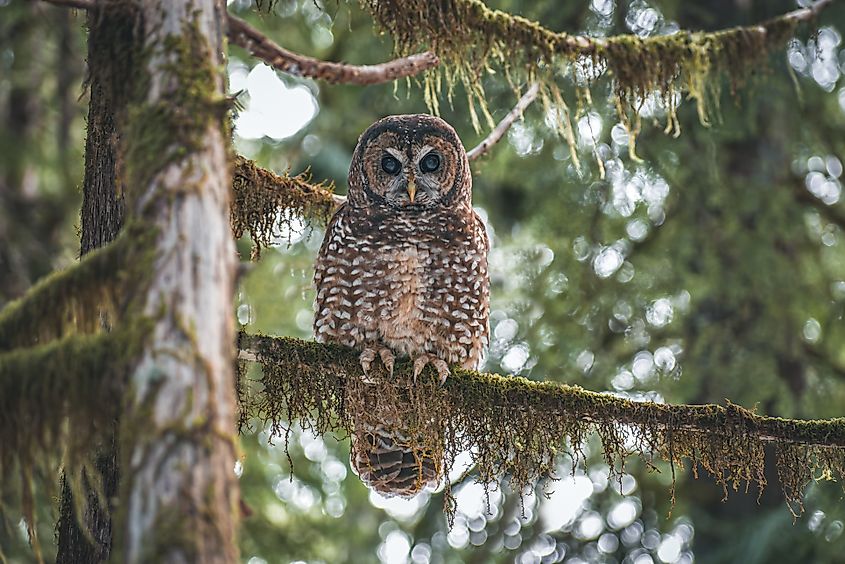 A northern spotted owl (Strix occidentalis caurina)