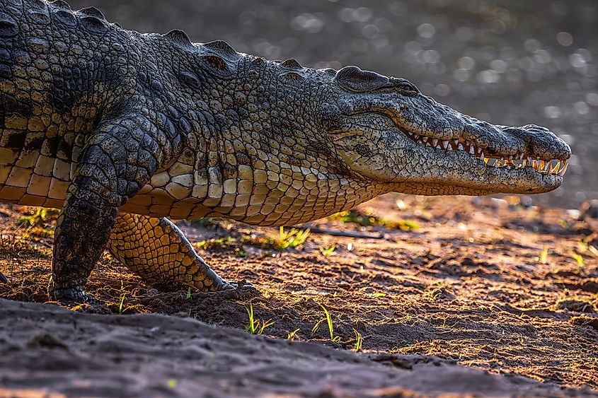 A Nile crocodile (Crocodylus niloticus)