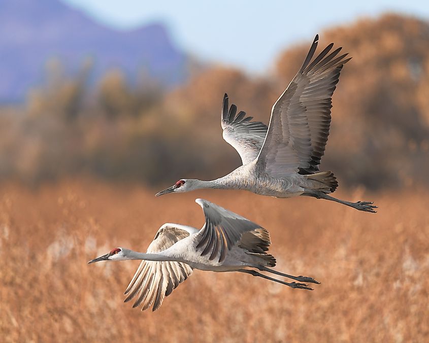 A pair of sandhill cranes