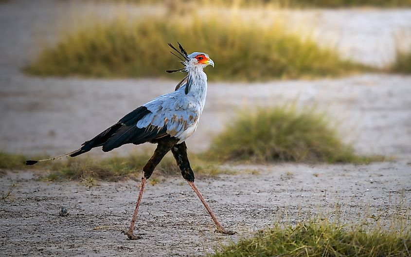 A secretary bird (Sagittarius serpentarius)