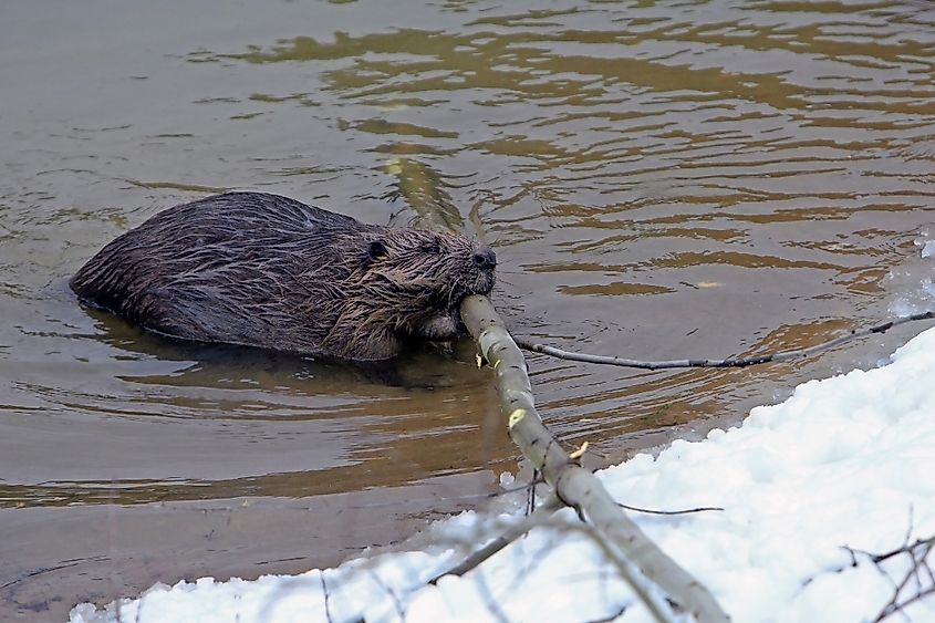 A beaver swimming in the cold waters of the taiga with a log in its mouth.