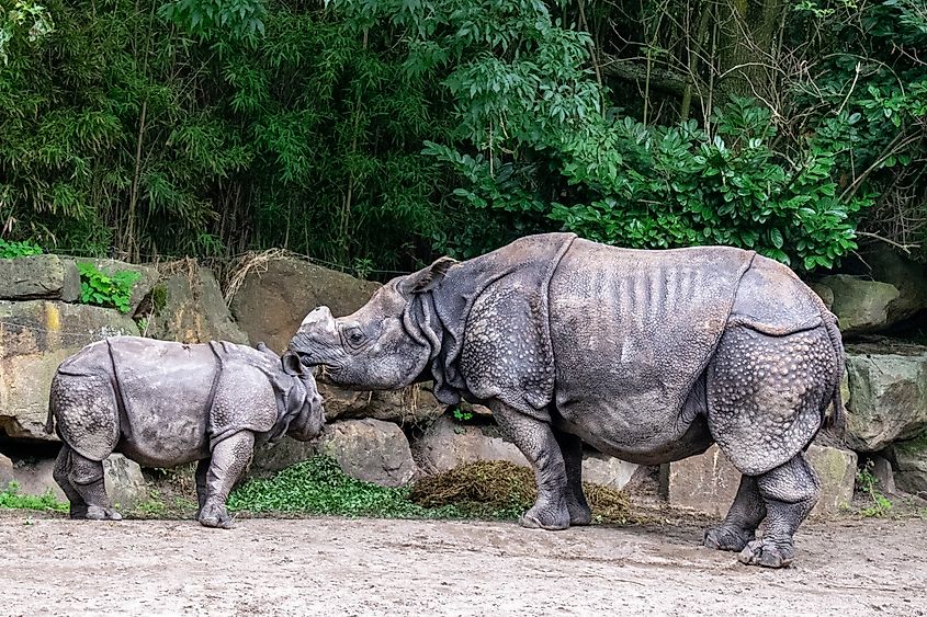 A Javan rhino with its calf