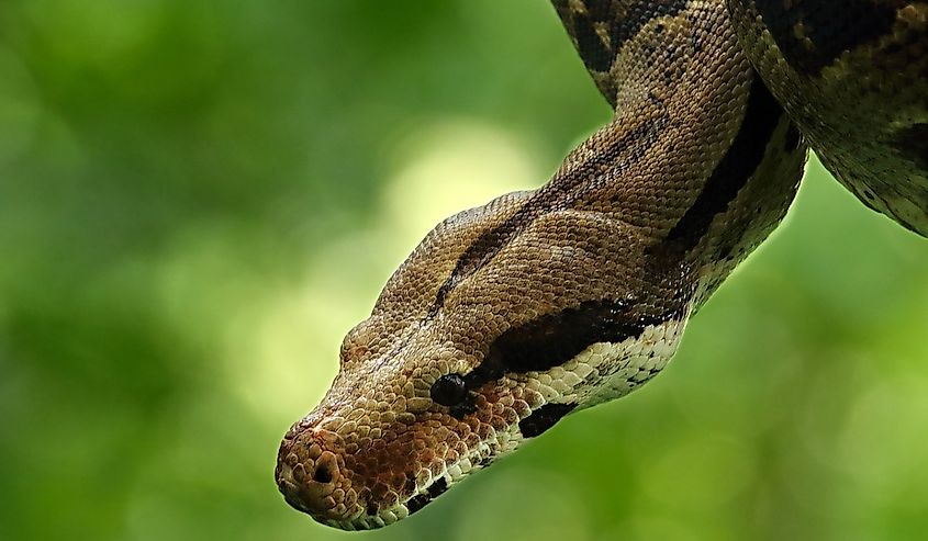 The boa constrictor (Boa constrictor), also called the red-tailed boa or the common boa.