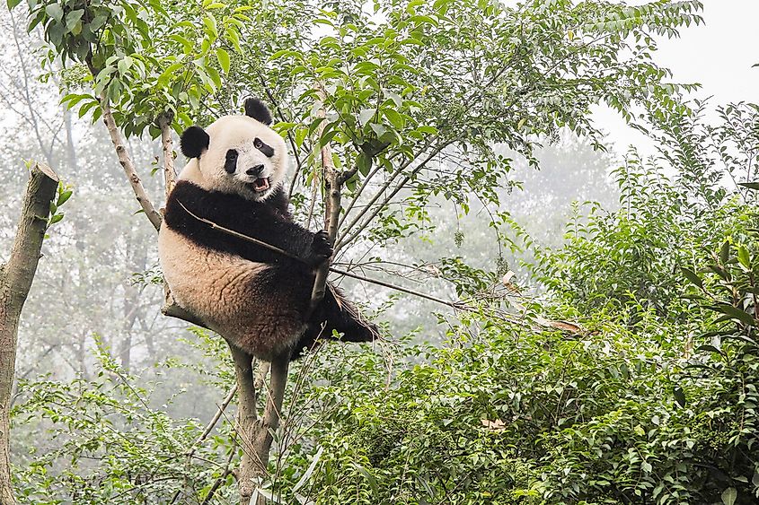 The giant panda is the most famous of China's national animals.