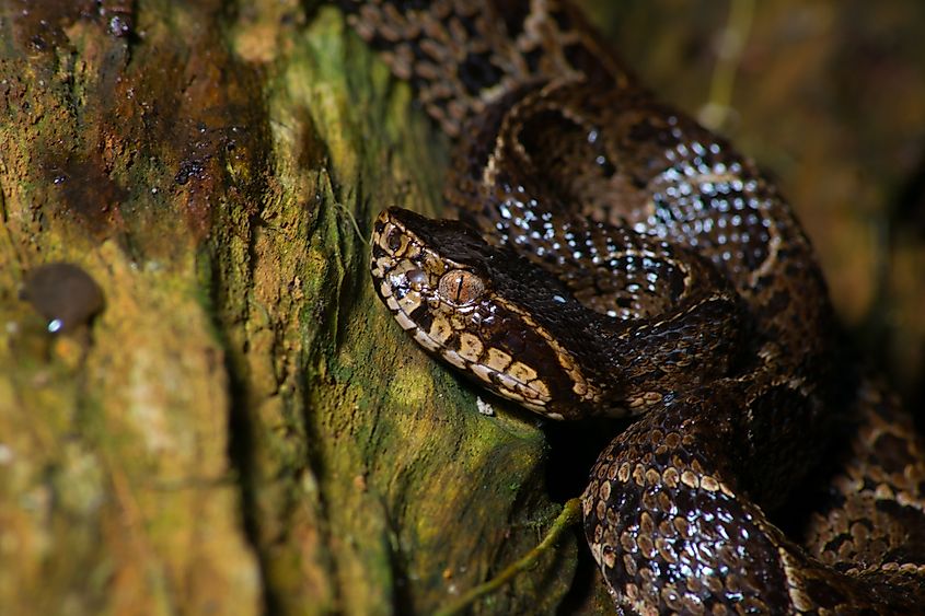 A jararacussu (Bothrops jararacussu)