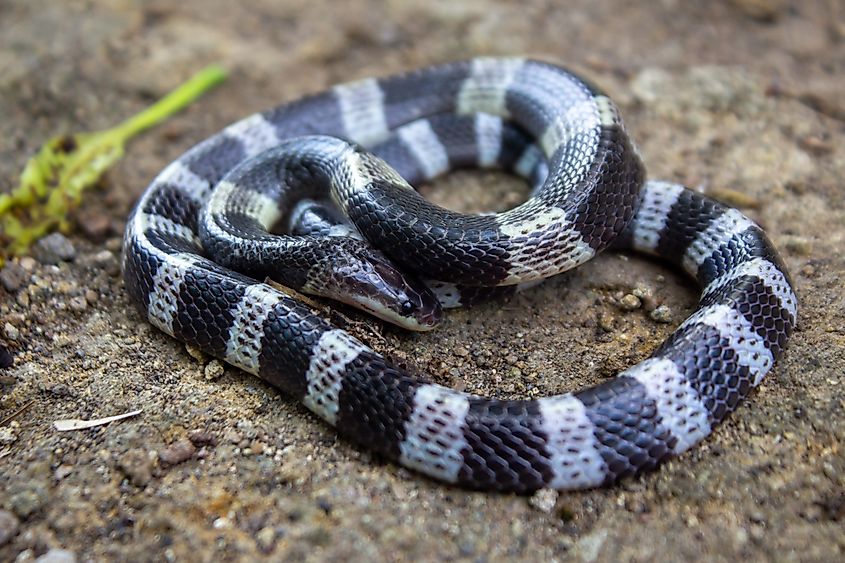 A close-up of the banded krait's smooth scales and banded pattern.
