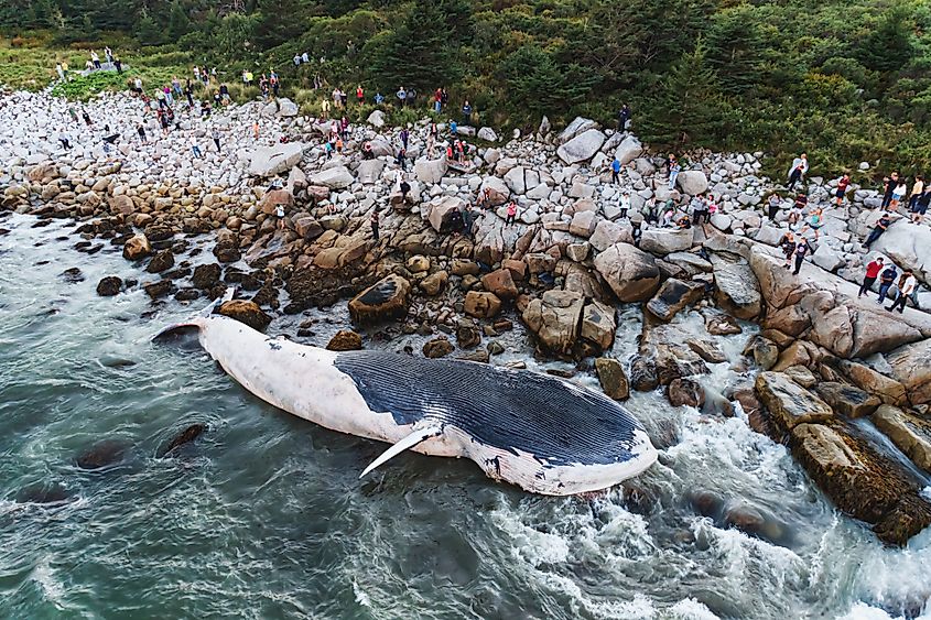 A dead blue whale washed ashore