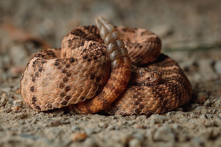 A tiger rattlesnake (Crotalus tigris)